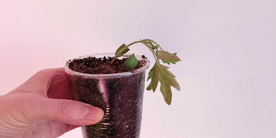 Как вырастить крепкую рассаду томатов — 7 частых ошибок, из-за которых она вытягивается и погибает