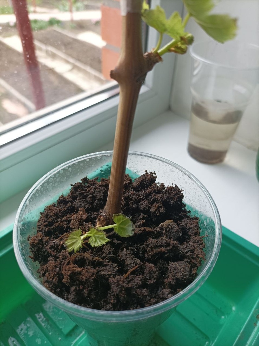 У нижнего побега есть тёмная кайма на листьях 