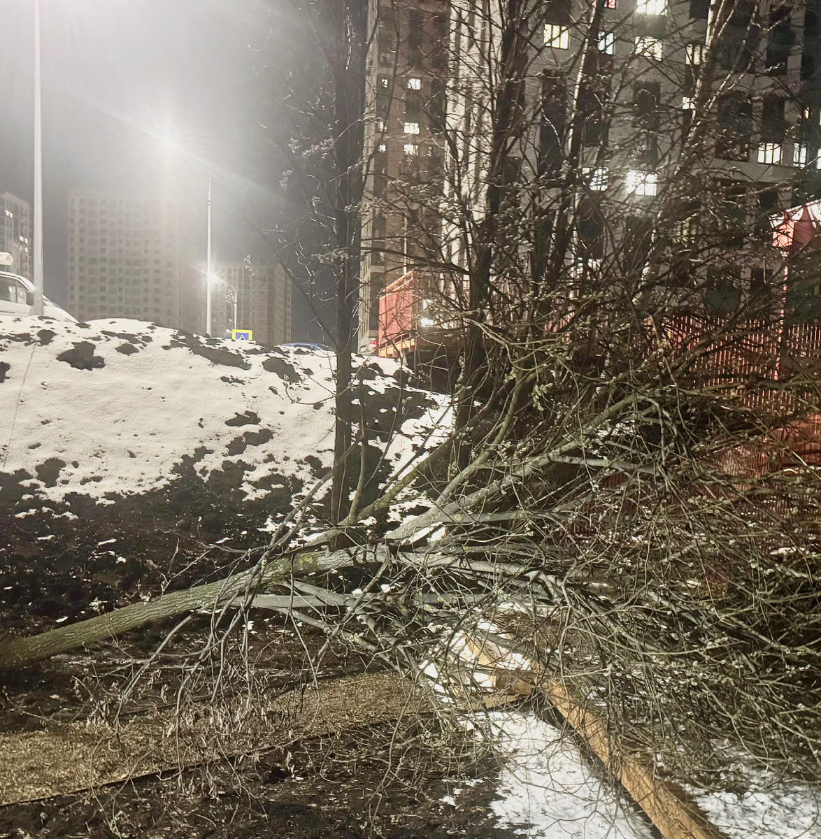 Упавшее дерево