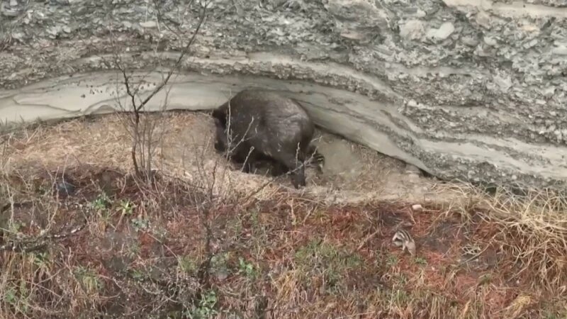     Кабаниха и поросята в Алтайском заповеднике. Алтайский заповедник