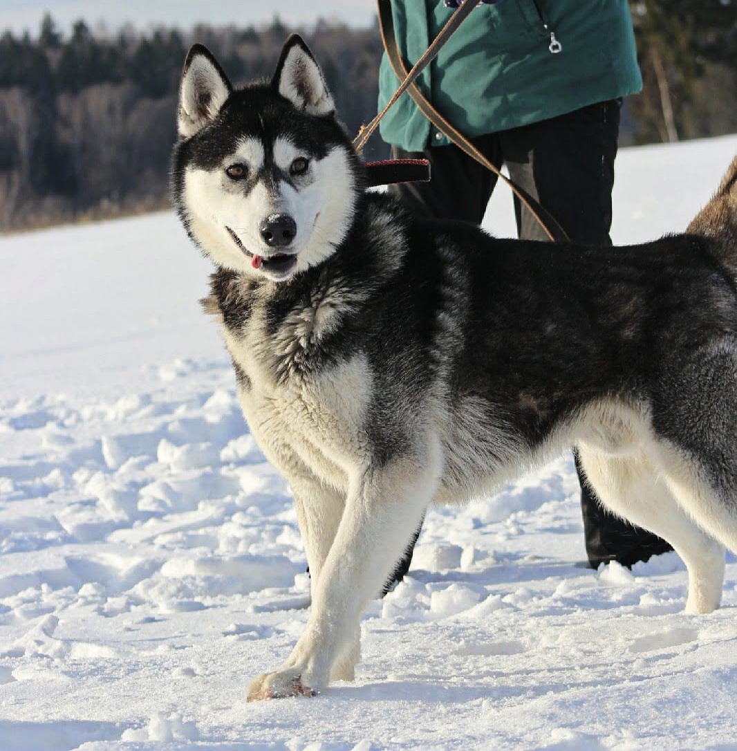 Первое фото, за полгода до появления у нас ❤️ тут еще даже уши целые оба.
