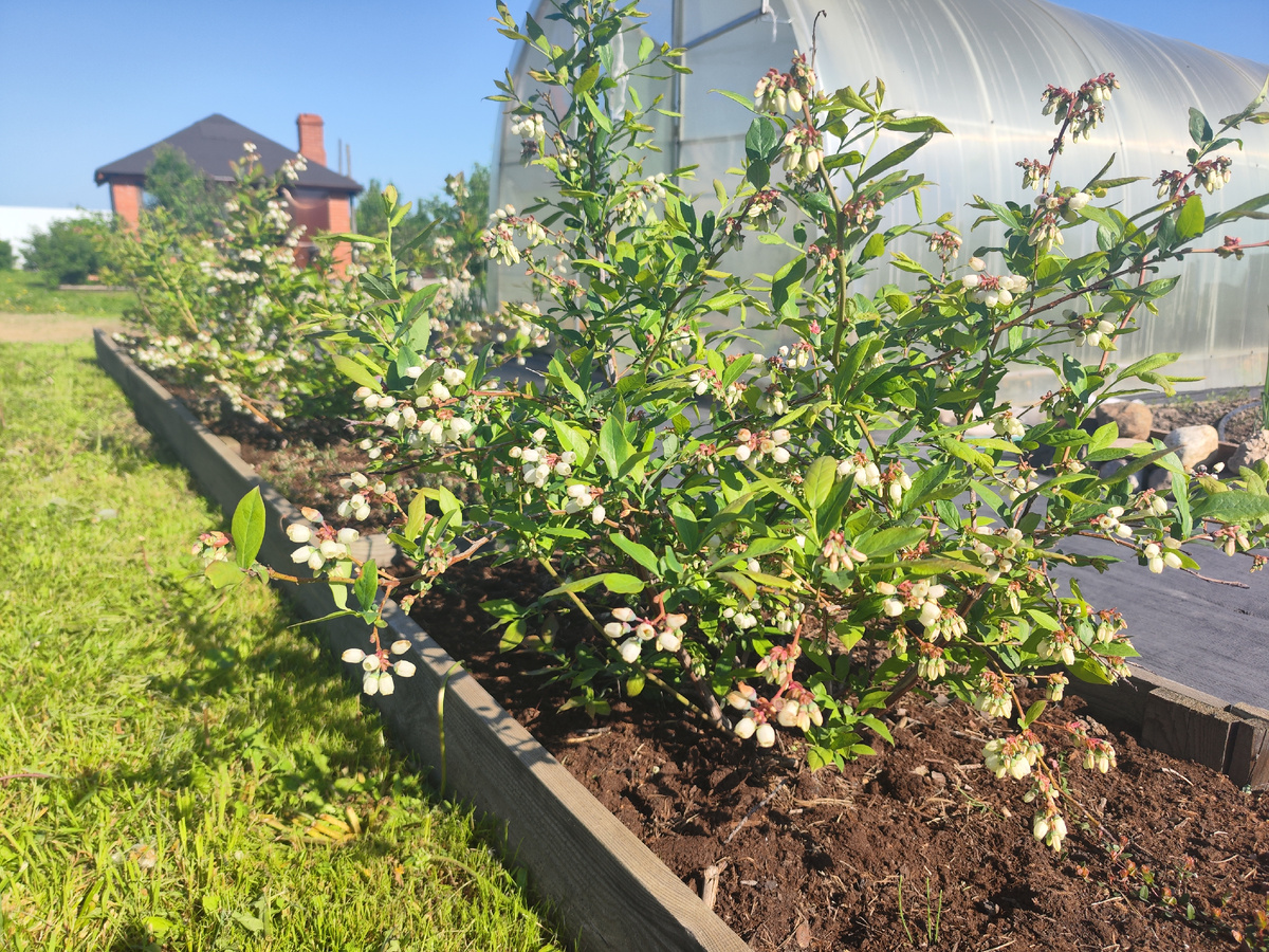 Голубика Дюк