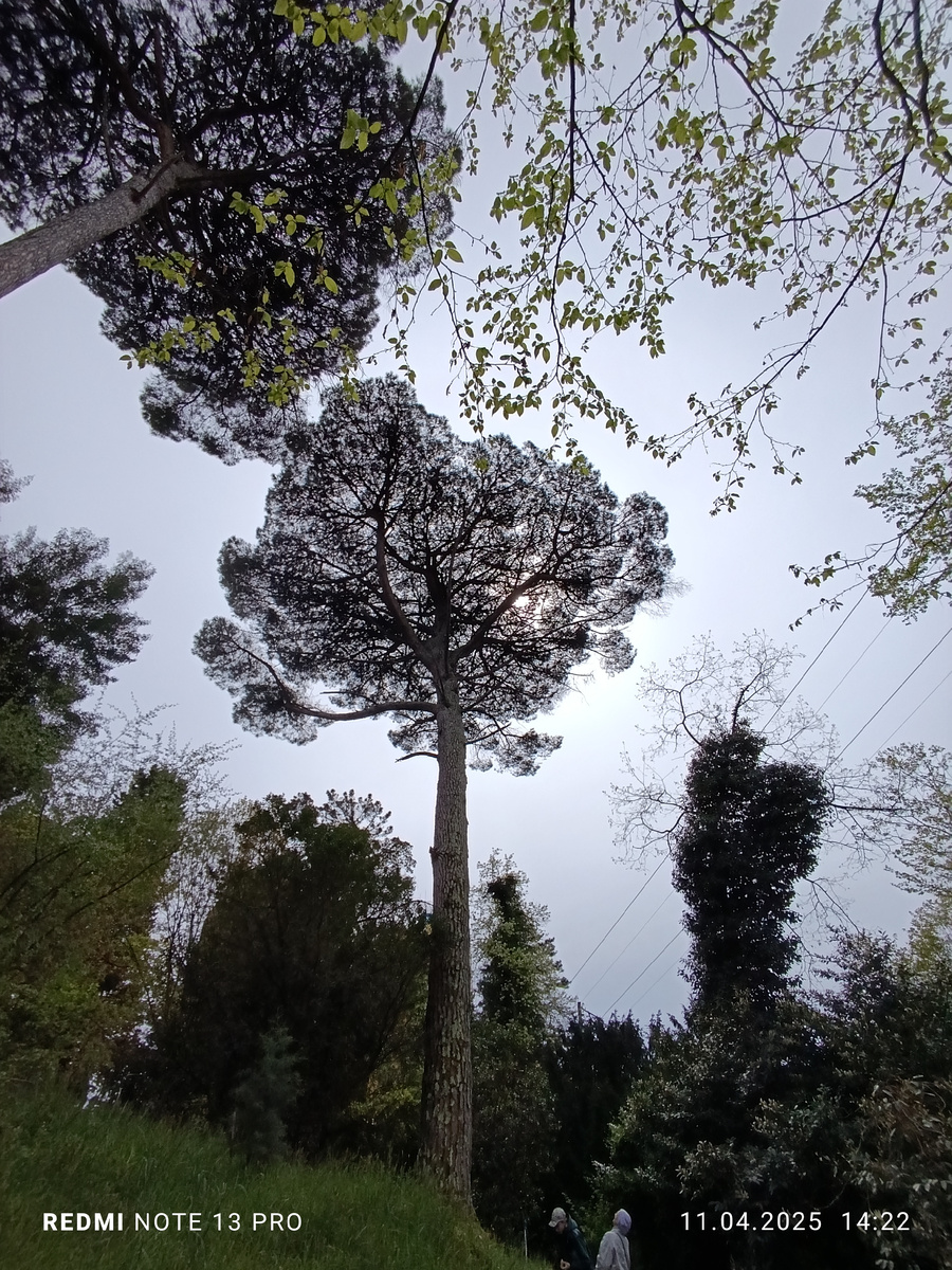 Итальянская сосна 