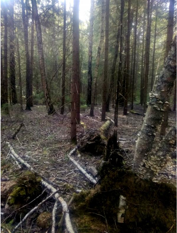 Лес он и в Африке лес.