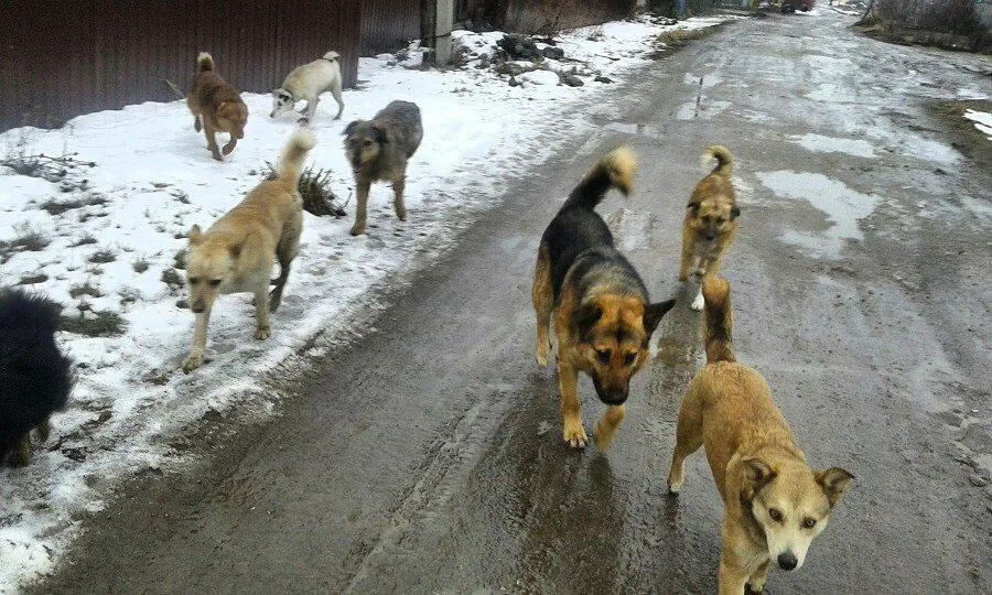 Жалеете бездомных собак, но не можете взять себе? Станьте опекуном хотя бы для одной. Это не так дорого, а собака будет сыта и обогрета