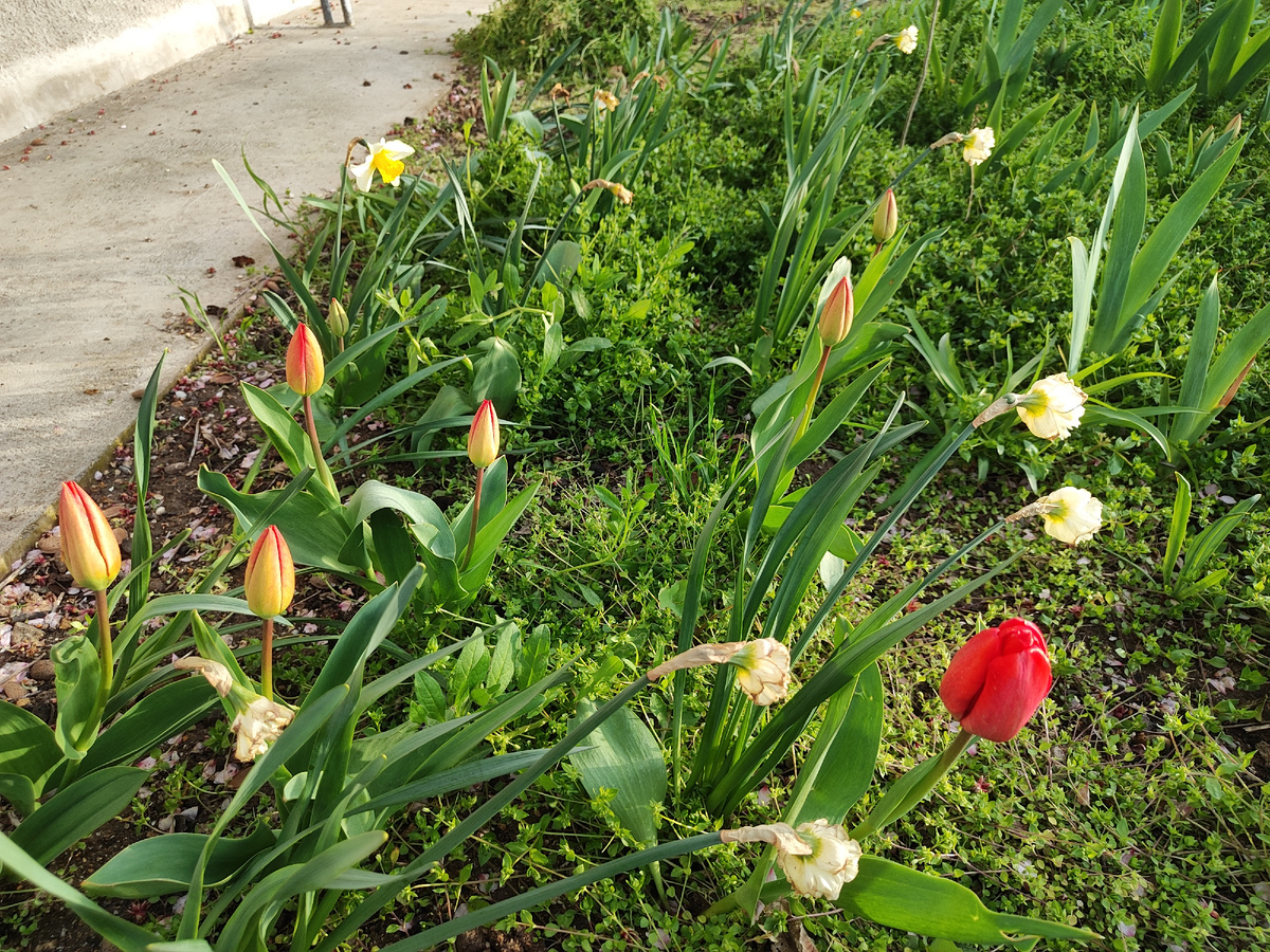 фото из палисадника после ветра и снега на следующий день