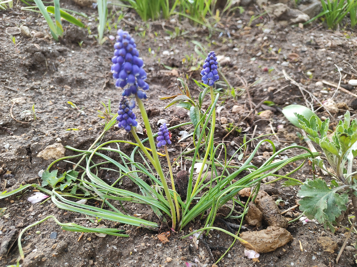 фото из палисадника