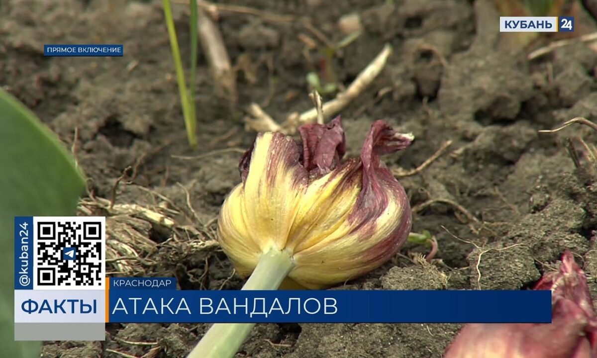    Видео канала «Кубань 24»