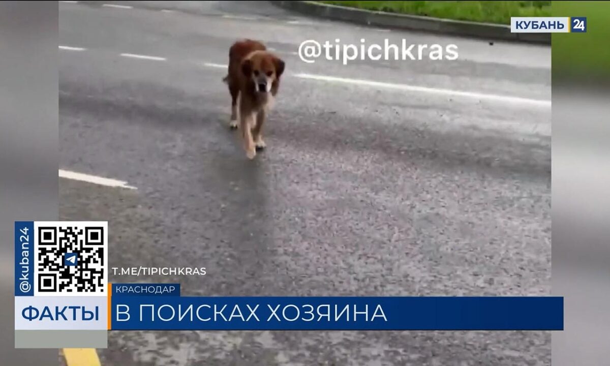    Фото t.me/tipichkras