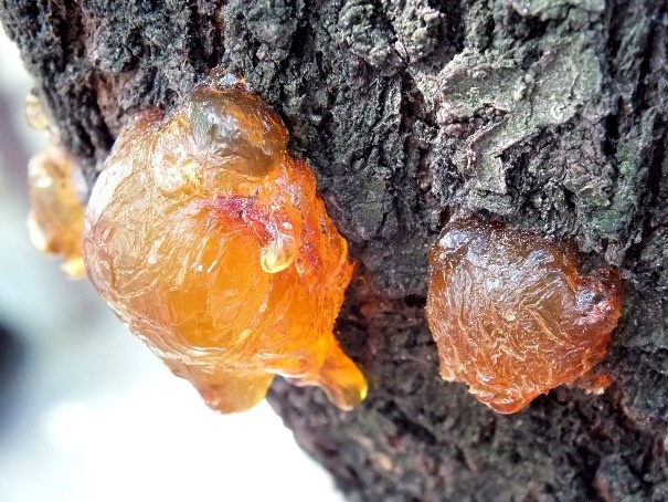 Янтарь, застывая и окаменев, образуется из смолы хвойных и иных деревьев.