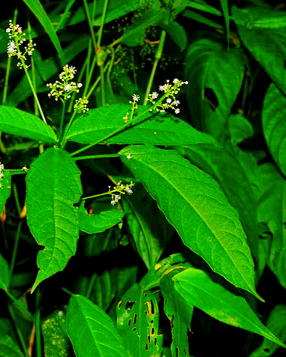 Балиоспермум