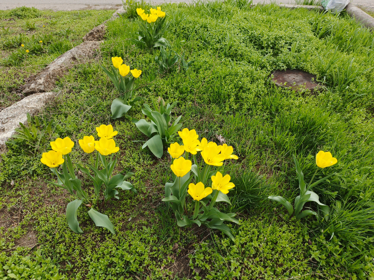 Желтые тюльпаны