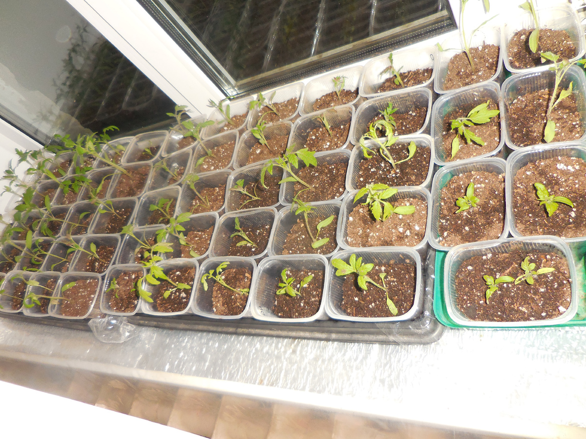 Фото не очень... делала впопыхах, вечером, со вспышкой.