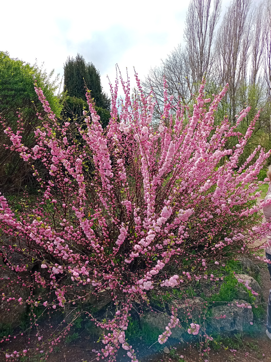 Крым, Симферополь.6 апреля 2025 года Ботанический сад имени Н.В. Багрова Крымского федерального университета имени В.И. Вернадского 