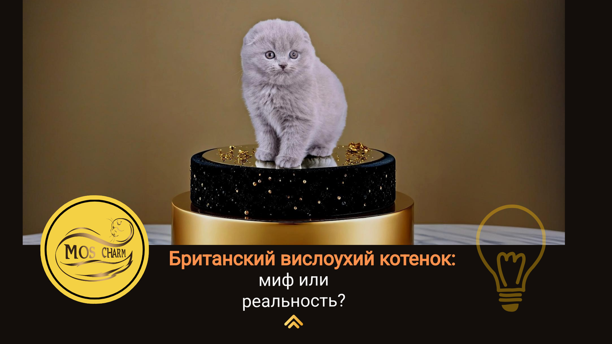 Британский вислоухий котенок