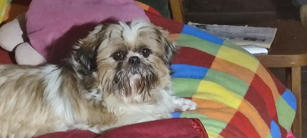 Персик на диванчике в деревне