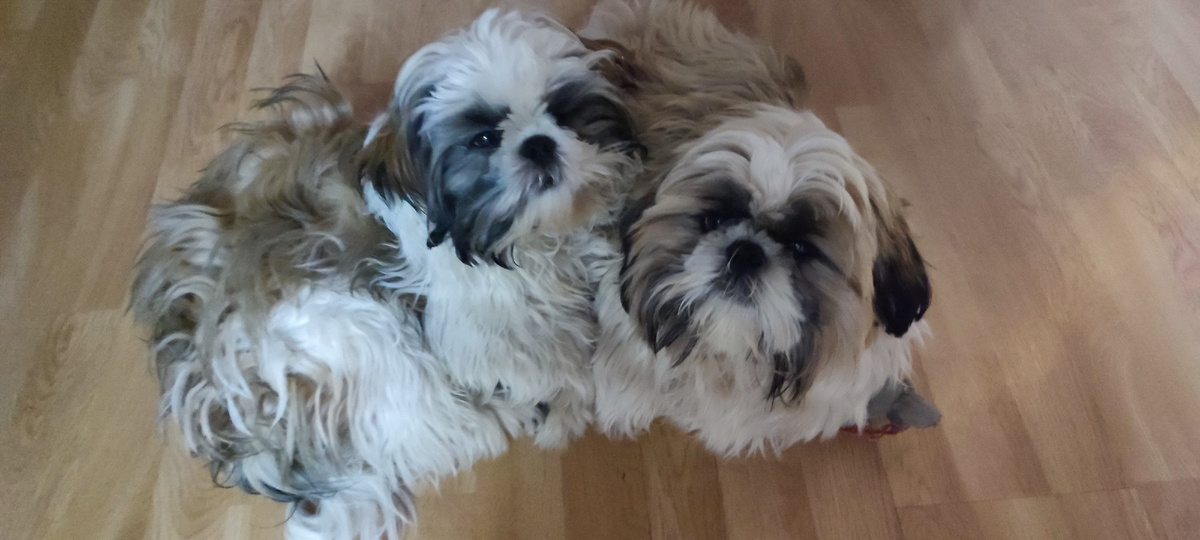 Золтик и Мирочка решили подремать