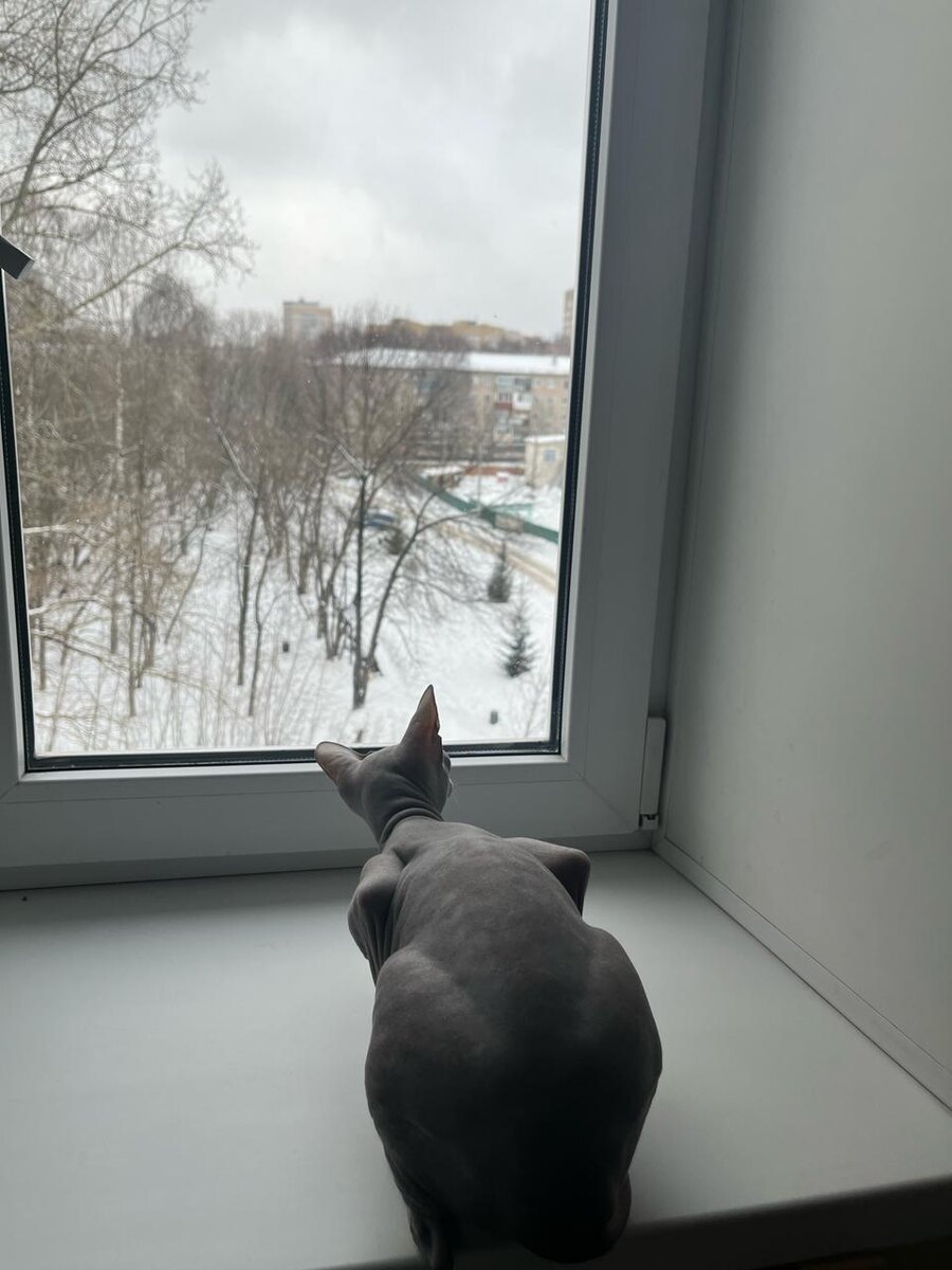 Пикси всю зиму кормила голубей и разговаривала с ними. Возможно, поэтому не стала грызть перепелов, голуби ей все рассказали 😊 Это она на сухариках уже 