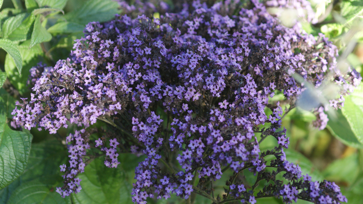 Гелиотроп в моём саду