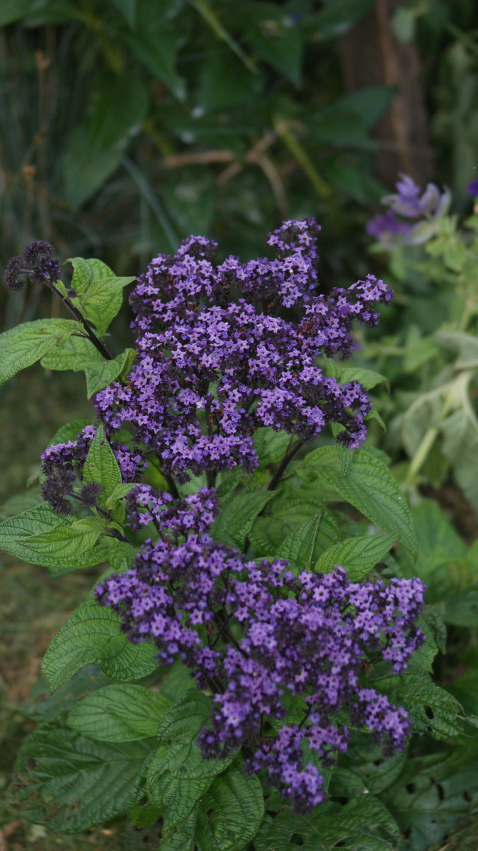 Собрала с него семена