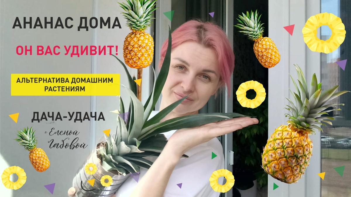 Инструкция по выращиванию ананаса в домашних условиях