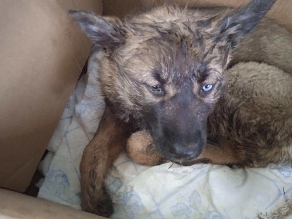 Назвали её Лика.