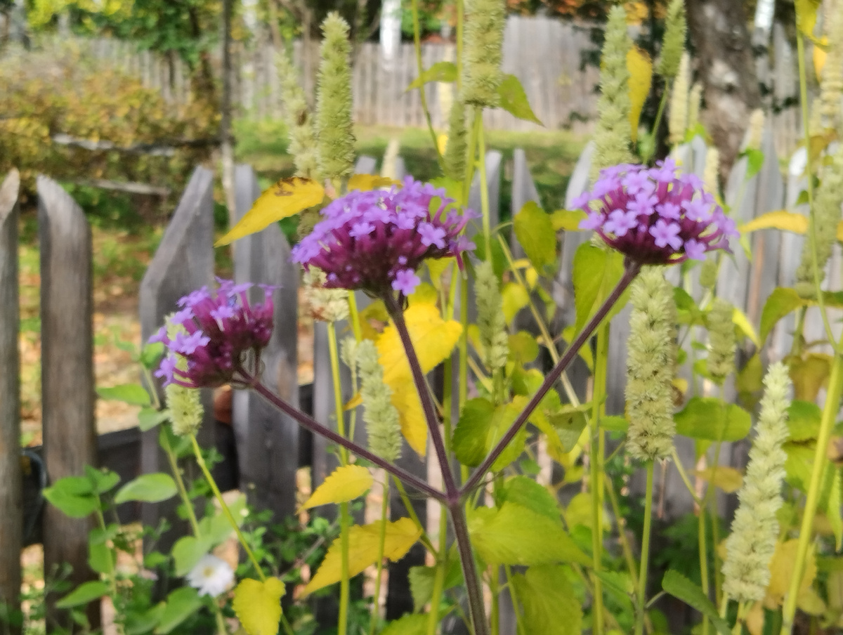 📷 Вербена бонарская в конце сентября