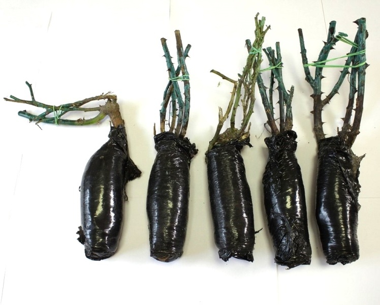 фото из интернета https://garden-zoo.ru/userfiles/%D0%9D%D0%BE%D0%B2%D0%BE%D1%81%D1%82%D0%B8%202024/%D0%A1%D0%B0%D0%B6%D0%B5%D0%BD%D1%86%D1%8B%20%D1%80%D0%BE%D0%B71.jpg