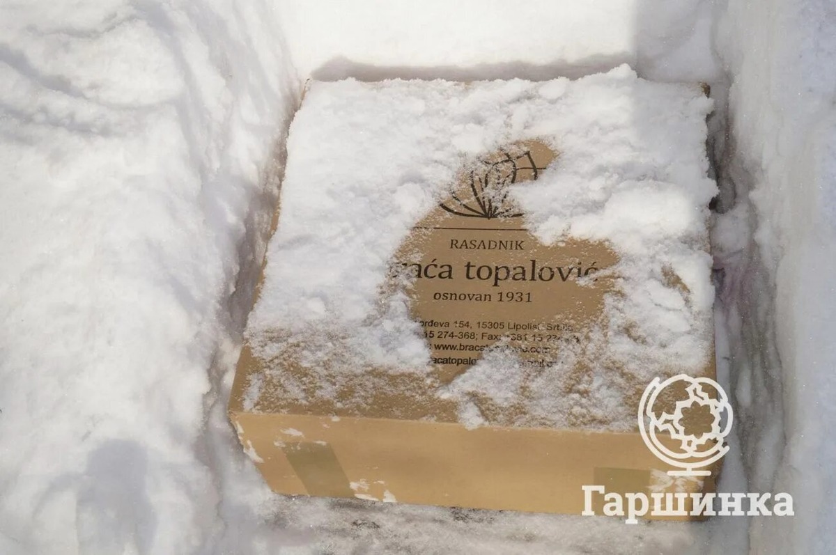 фото из интернета https://avatars.mds.yandex.net/i?id=f38a9935a568b4e38ab5724e792dd3c9_l-5226207-images-thumbs&n=13