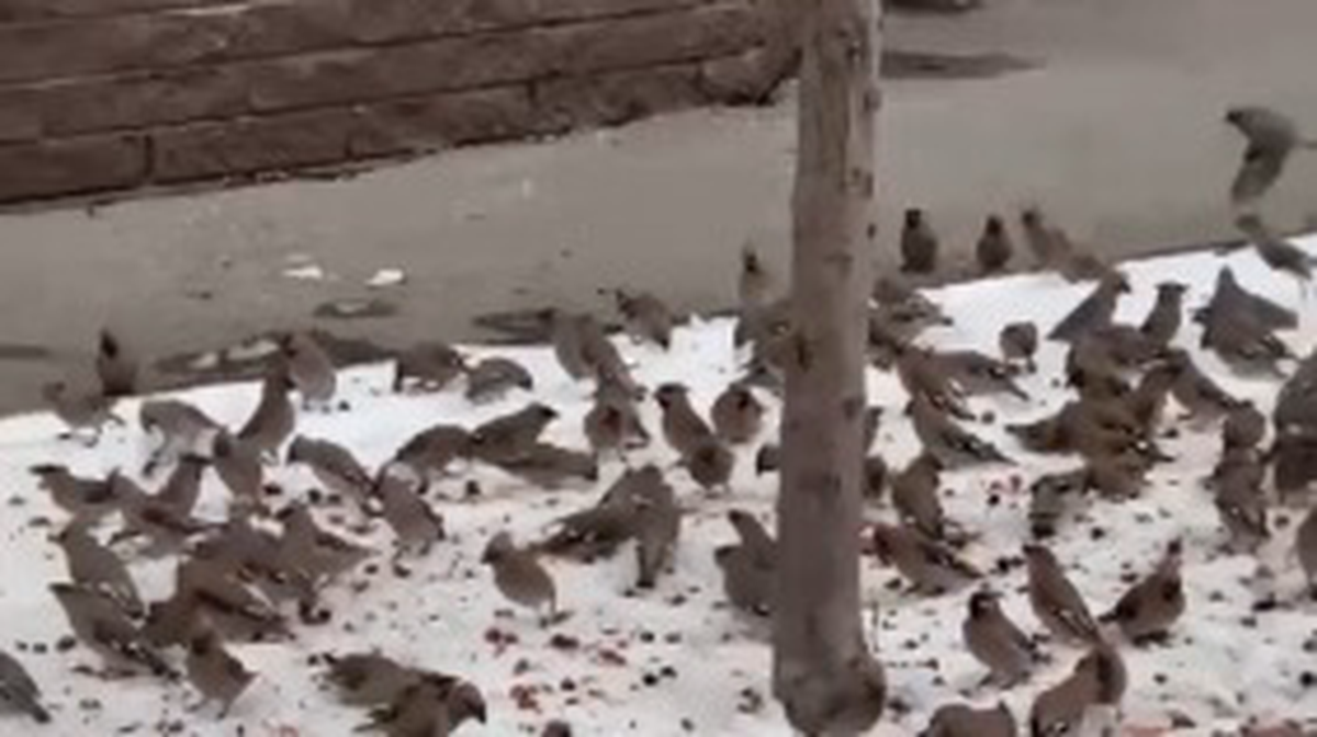    Фото: Скриншот с видео / Telegram / Baza