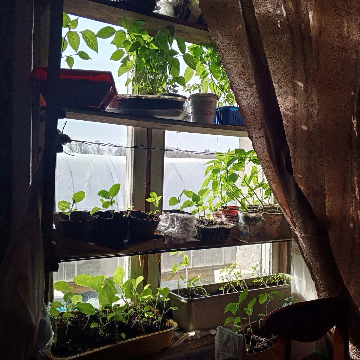 Вот такая у меня подросла рассада