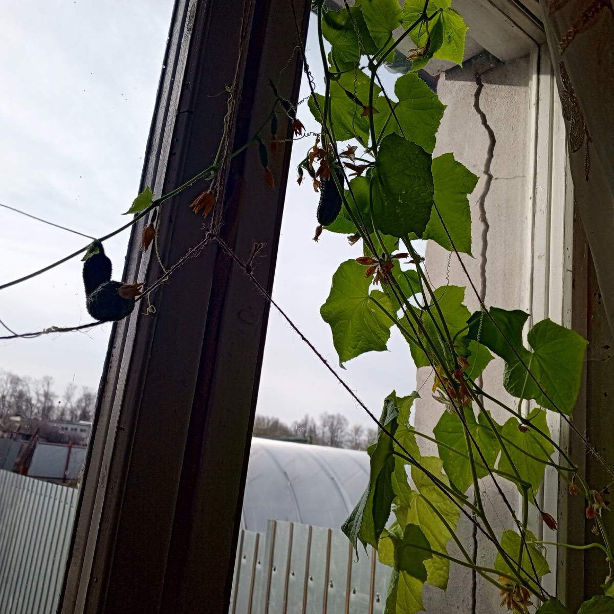 Первые два огурца для ребенка. Софийка их сама сажала ,  опускала зёрнышки в землю. 