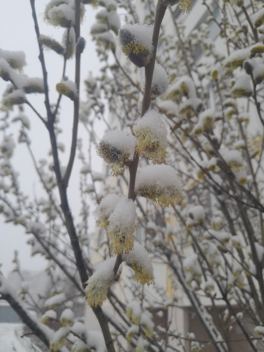 Снежная палитра