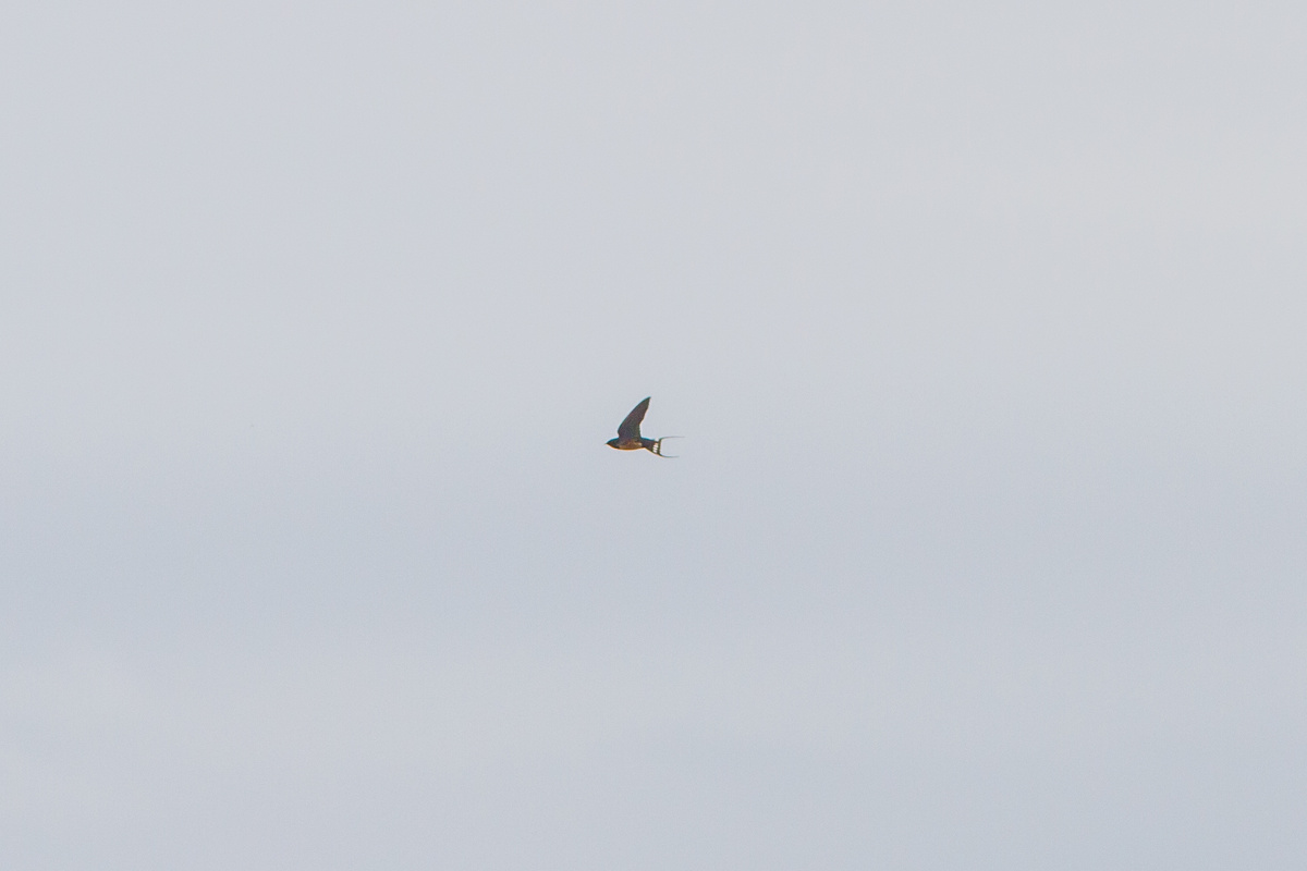 Деревенская ласточка (Hirundo rustica) в Виноградовский пойме. 05.04.2025.