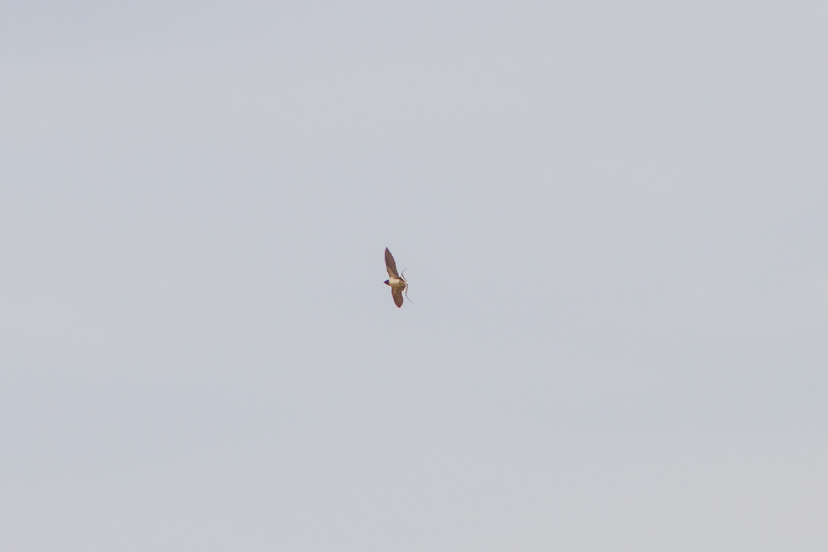 Первая ласточка. 