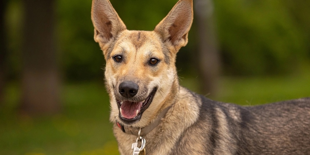Из маленького комочка шерсти в аристократку
