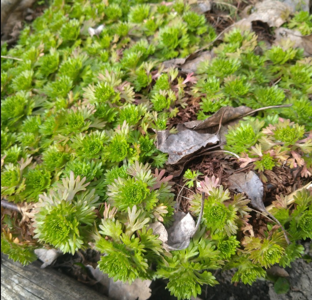 Камнеломка в старом тазу