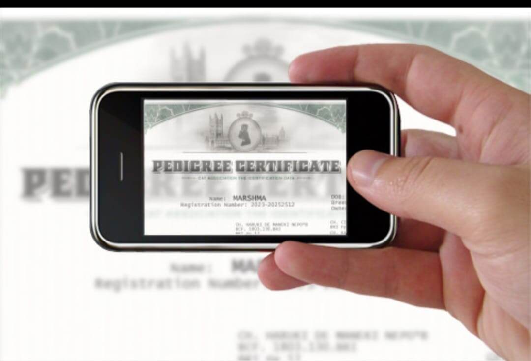 CAT ID ФЕЛИНОЛОГИЧЕСКАЯ АССОЦИАЦИЯ - ЭТО БЫСТРОЕ И КАЧЕСТВЕННОЕ ОФОРМЛЕНИЕ ДОКУМЕНТОВ ДЛЯ ВАШИХ КОШЕК