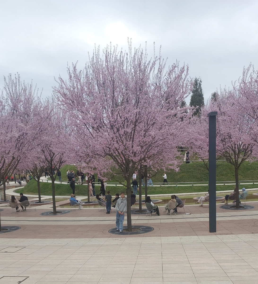 К сожалению, это не в моём саду так цветет