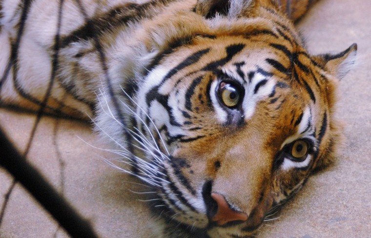    Shutterstock/FOTODOM