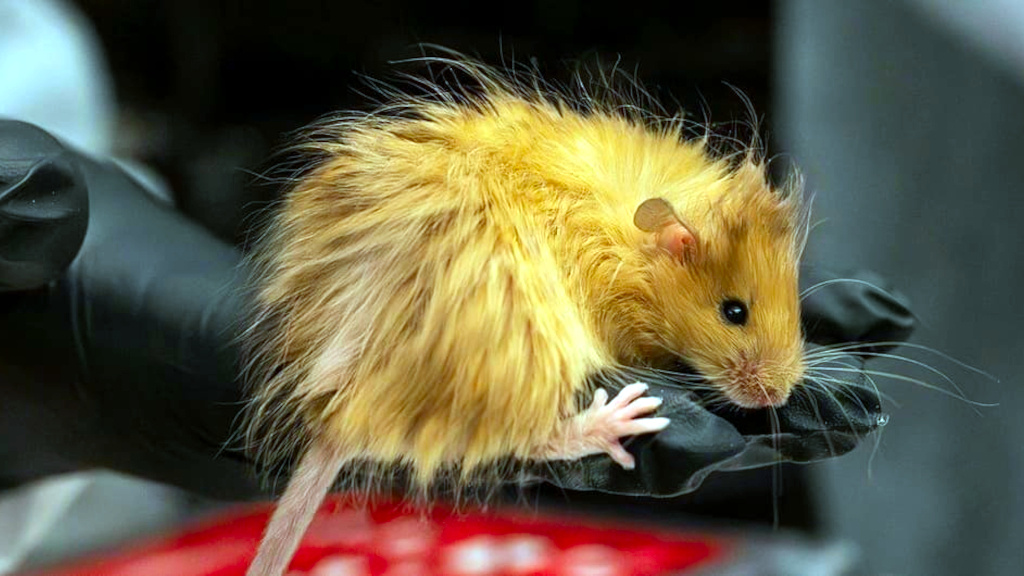 Шерстистые мыши — это, конечно, не шерстистый мамонт. Но они, по крайней мере, есть.