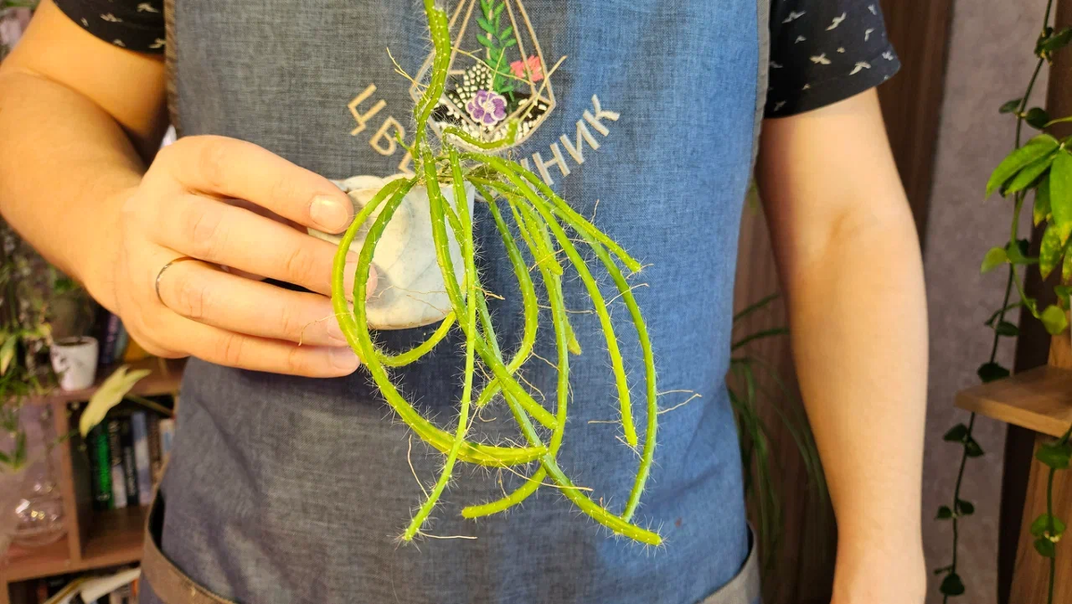 Не пойми что...