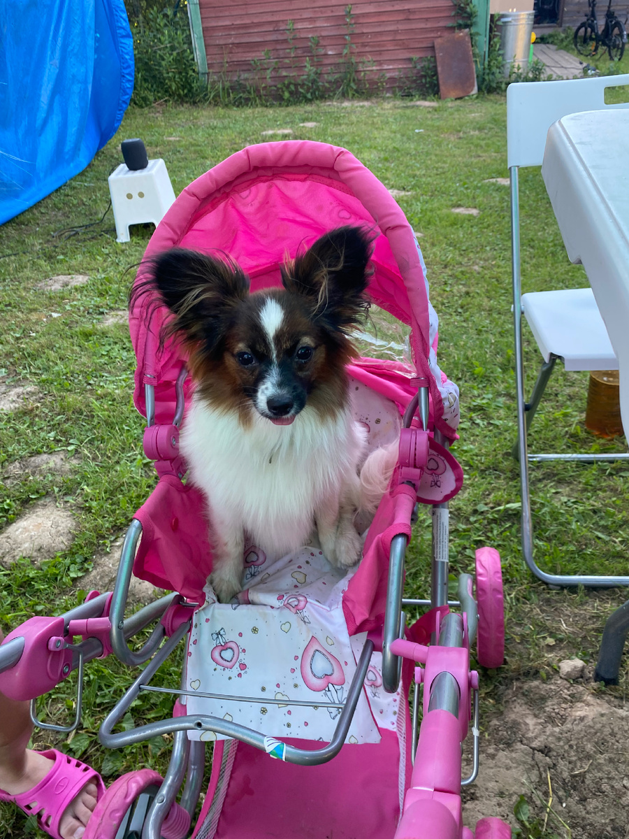 Забава не против пркатушек