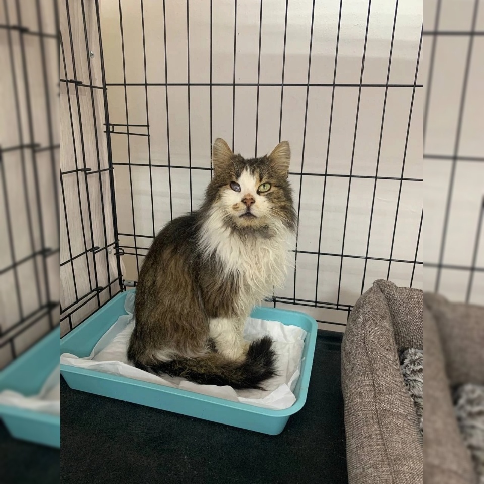 Пушистый красавчик приехал из Суджи. Брутальный котик.