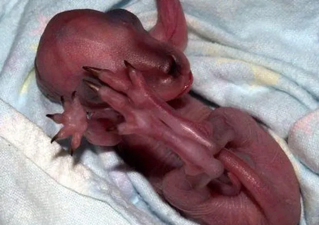 Тот самый апатозавр. Почему-то он подозрительно сильно напоминает детёныша кенгуру...