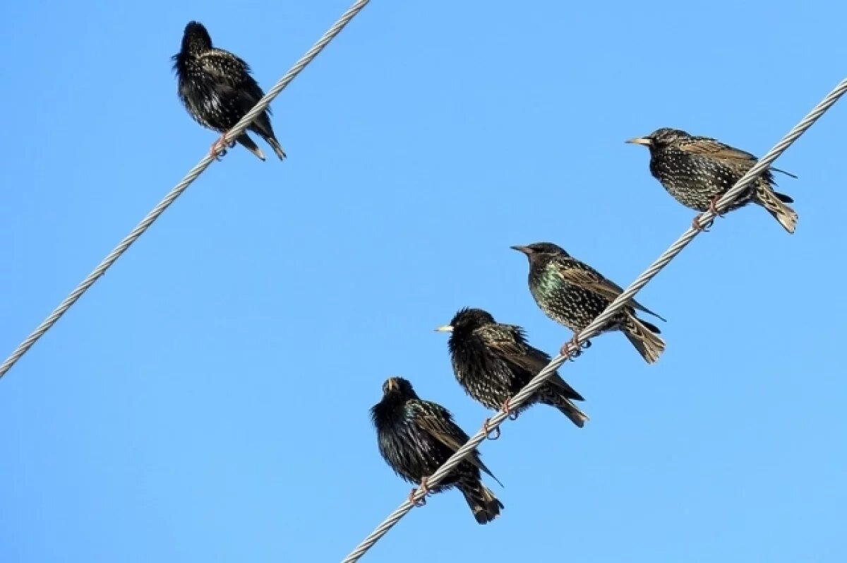    Около 190 домов Владивостока остались без электричества в субботу