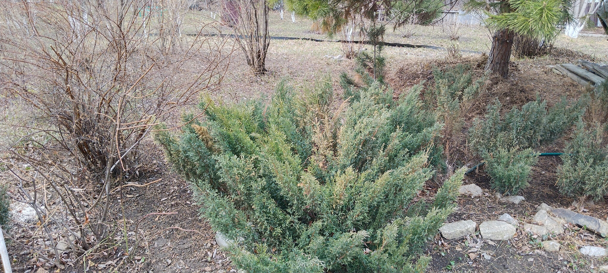 Мой сад. Апрель 2025