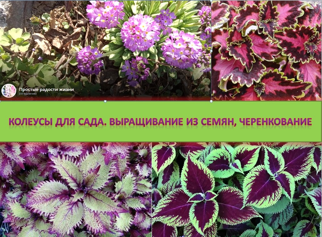 Вот такой шедевр свояла. Сын не оценил. Сказал ерунда. Изучаю информацию про приложения для создания обложек