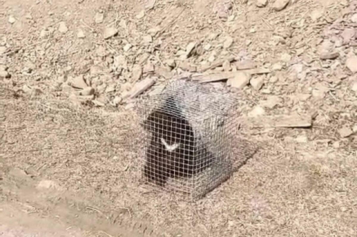    В Приморье подбросили медвежонка к центру реабилитации диких животных