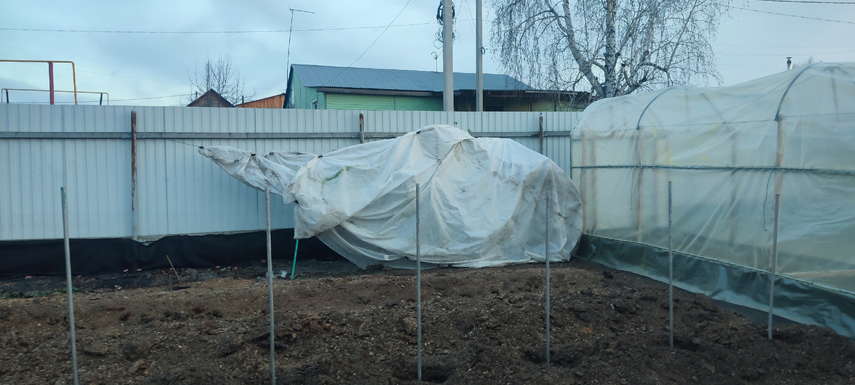 Вот так она теперь выглядит. Может не очень эстетично, но зато ежевика не должна пострадать при похолодании. 